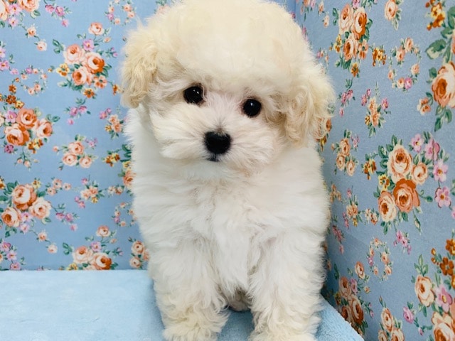 もこもこトイプードルがやってきました♡