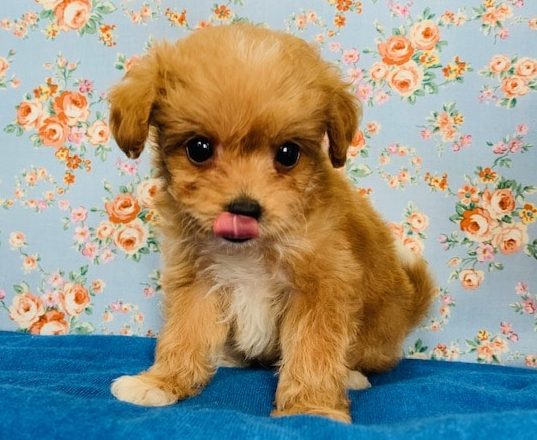 愛くるしい顔がたまらない！ミックス犬(トイプー×ポメ)入舎！