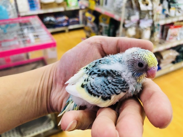 大人気のレアカラー　セキセイ　パルテルレインボーパイド　ヒナ入舎！