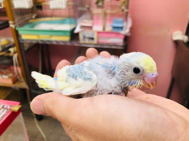 今人気のセキセイインコレインボーパイド　ヒナ　入舎