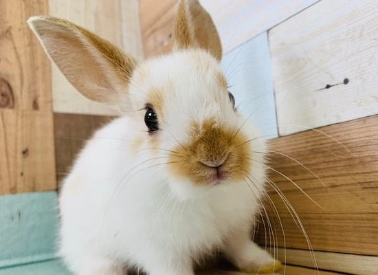 兄弟ミニウサギが入舎です♪