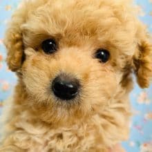 天然系？！トイプードル入舎です♪