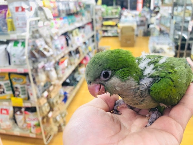 人気のオキナインコ　ノーマル　ヒナ　入舎したよ！