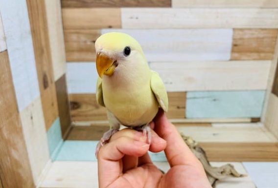 とてもキレイなカラーになりました！コザクラインコ（シナモン）～