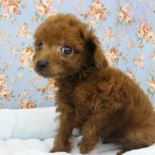 まさにぬいぐるみ！？トイプードル・男の子！