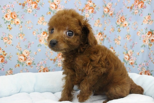 まさにぬいぐるみ！？トイプードル・男の子！