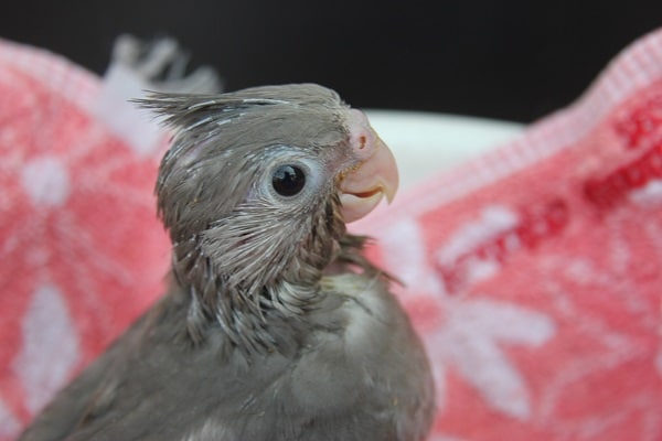 期間限定！　ホワイトフェイスのオカメインコが今なら・・・