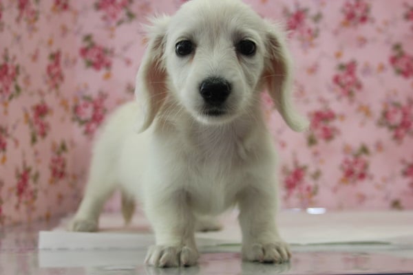 「イエローカラー」なのに真っ白！？Mダックスちゃん♪