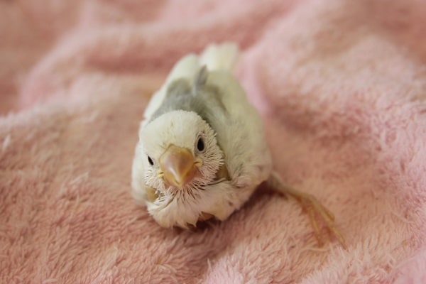 ８月上旬生　とってもキレイな白文鳥さん