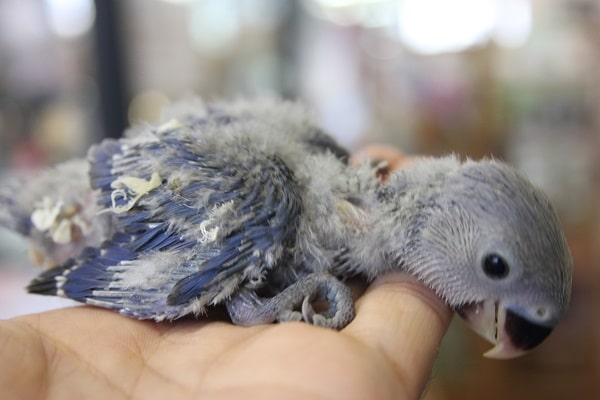 バイオレットのコザクラさんはいかがでしょう？