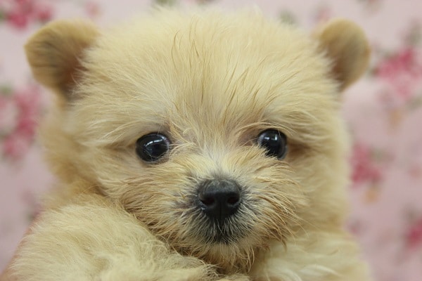 激カワです!!　ポメラニアン×マルチーズ（女のコ）入舎