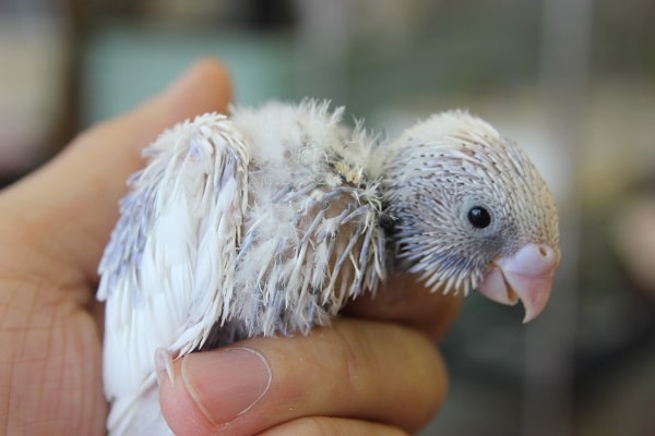 スパングルパイドセキセイさん入舎しました！