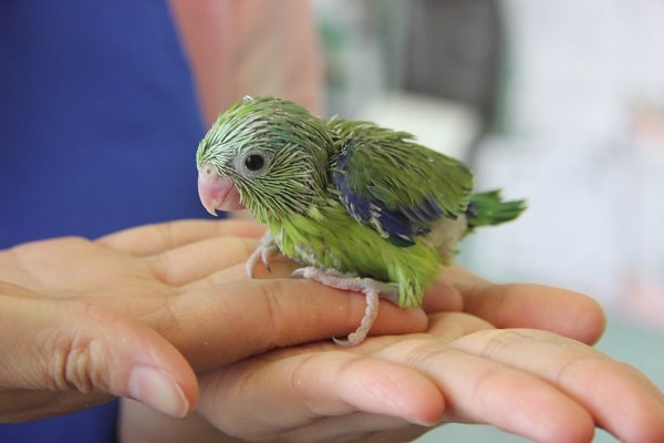 ノーマル　マメルリハちゃん♪