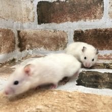 ツヤツヤクリームのサテンハムスターちゃん〜♡