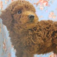 とっても人懐こいトイプードルくん　男の仔♪