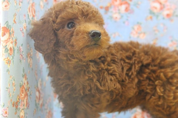 とっても人懐こいトイプードルくん　男の仔♪