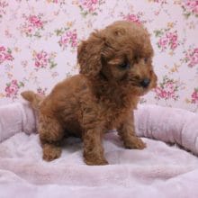 困り顔?!　トイプードルの女のコ　2020.8/11撮影