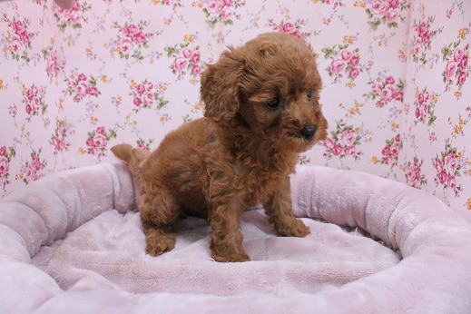 困り顔?!　トイプードルの女のコ　2020.8/11撮影