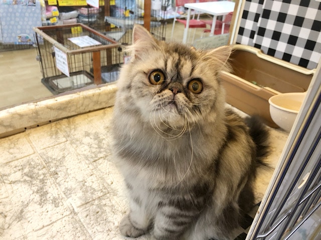 超ホヤホヤ最新画像♪ぶちゃかわ♡エキゾチックちゃん！