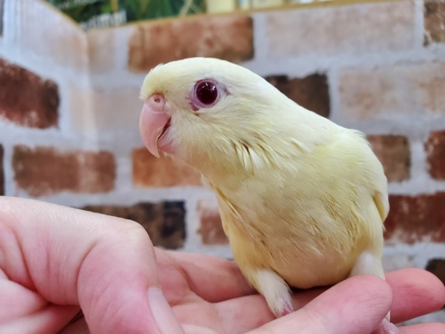 レアカラ―！クリームサザナミインコ♪