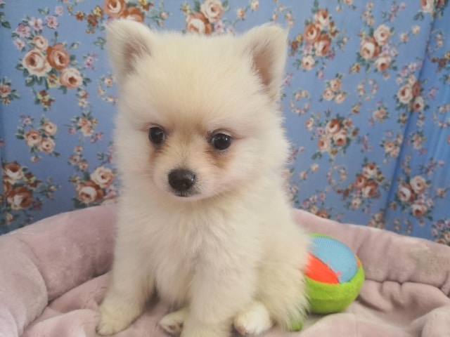 ぬいぐるみ級の可愛さ！ミックス！チワ×ポメ