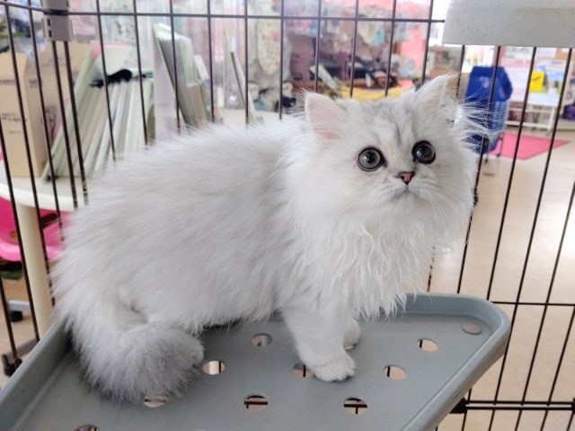 お出迎えケージデビューしました！チンチラ 女の子♪