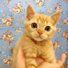 立ち耳スコにゃん 男の子♪