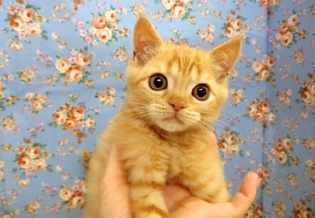 立ち耳スコにゃん 男の子♪