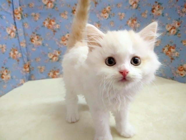 ふわふわ～ スコティッシュフォールド 男の子♪