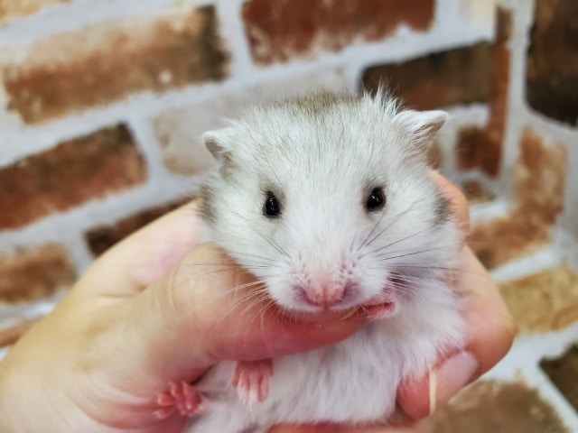 不思議なロングシルバーハムスター！