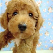 最新画像！トイプードル 男の子♪