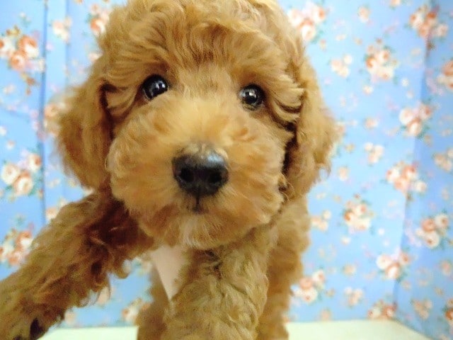 最新画像！トイプードル 男の子♪