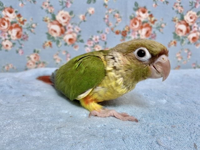 手乗りウロコインコ  パイナップル  8月9日