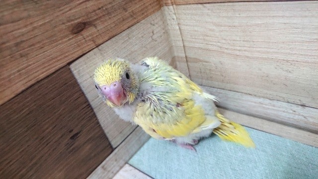 連れてって欲しいです！！おススメのセキセイインコ（パステルクリームパイド）☆☆☆