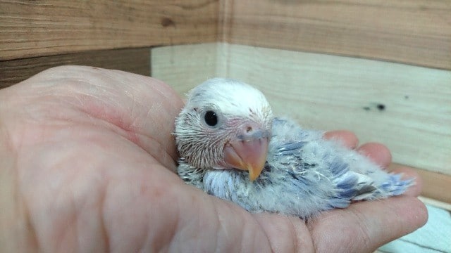 すっごくステキなカラーです！コザクラインコ～～