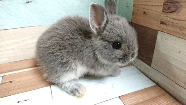 牧草は固めが好きっ☆　ドワーフラビット（ブルーマーチン）です！