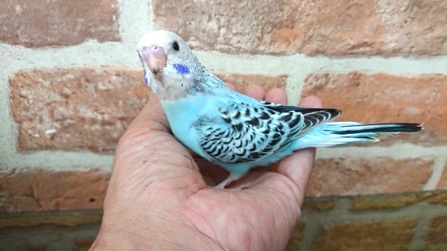 むっちりとしっかり体型で魅了～セキセイインコ（オパーリン）