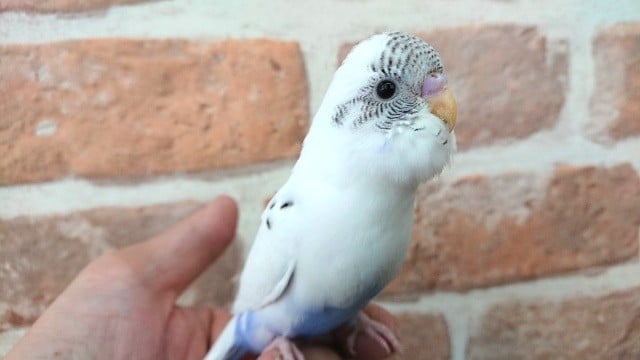 良い感じに馴れています！セキセイインコ（ハルクィーン）☆