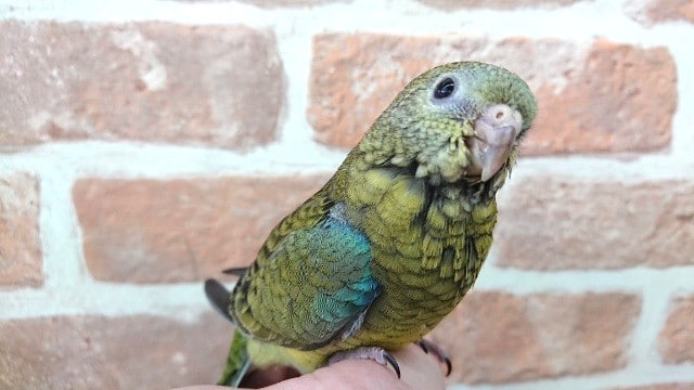 美声インコ最新画像です～～隠れた人気者～　美声インコ（オパーリン）でｺﾞｻﾞｲﾏｽ！！