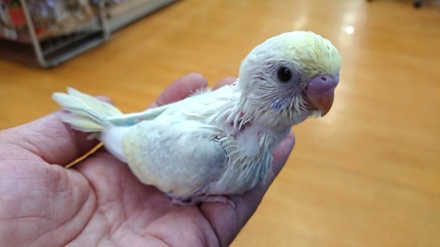 極美です！！セキセイインコ（パステルレインボーパイド）☆