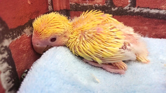 キレイな赤目さんでーす！コザクラインコ（ゴールデンルチノー）～～