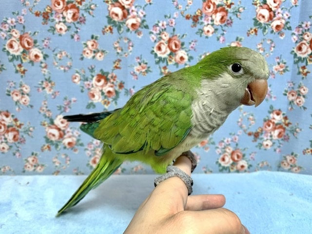 オキナインコ ノーマル ３月５日