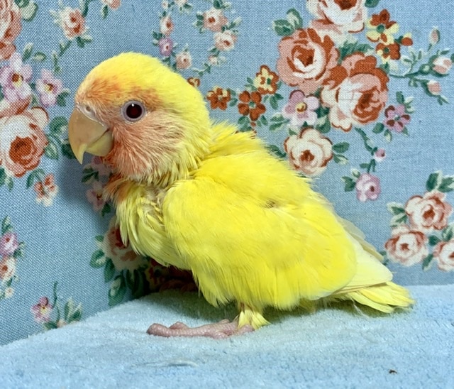 手乗りコザクラインコ ルチノー 8月8日