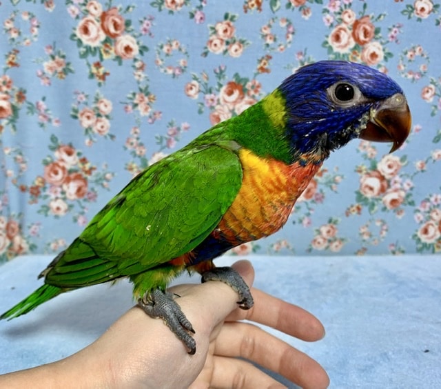 手乗りゴシキセイガイインコ  8月29日