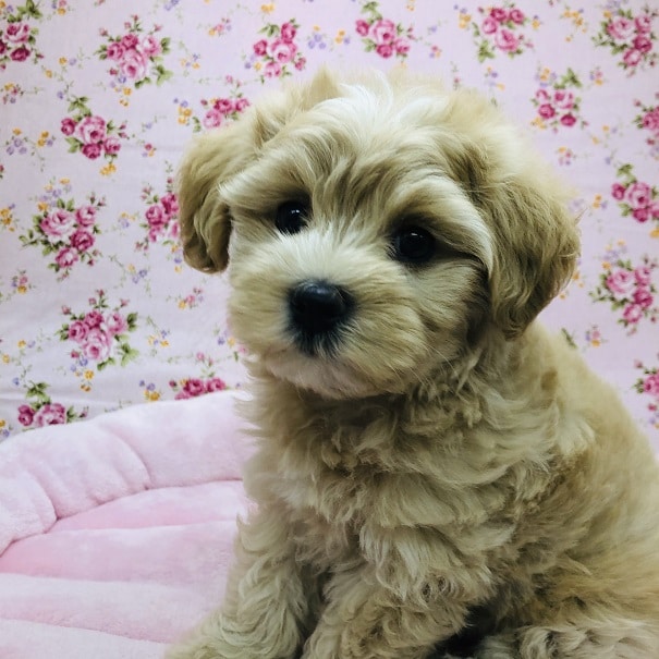 のんびりさんなマルプーちゃんが来ました～♪