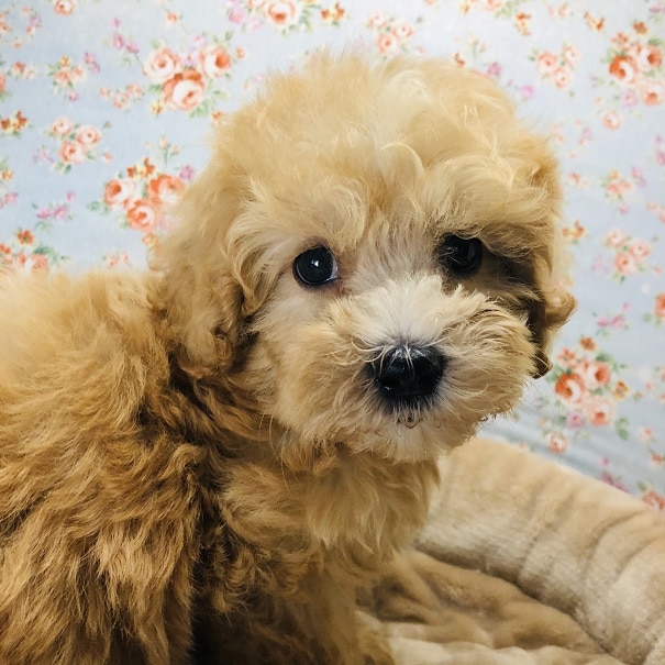 マルプーの男の子が来ましたよ～♪