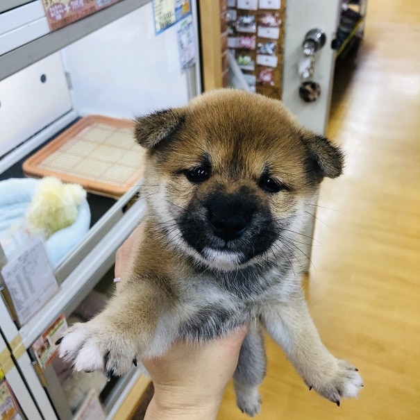 おっとりさんな豆柴ちゃんが来ました♪