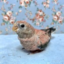 手乗りアキクサインコ  ローズ  10月10日