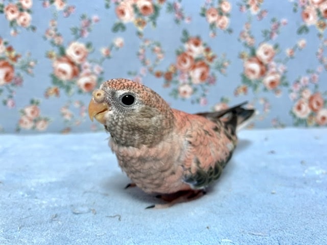 手乗りアキクサインコ ローズ 10月10日