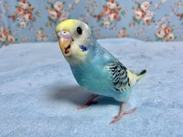 手乗りセキセイインコ レインボーパイド 8月22日